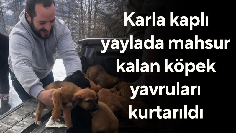 Tonya’da can dostlarımız için seferberlik