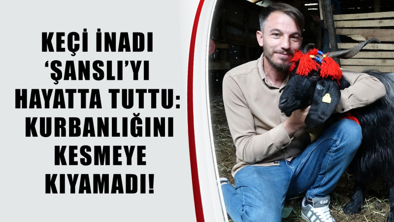 Keçi İnadı ‘Şanslı’yı Hayatta Tuttu: Kurbanlığını Kesmeye Kıyamadı!