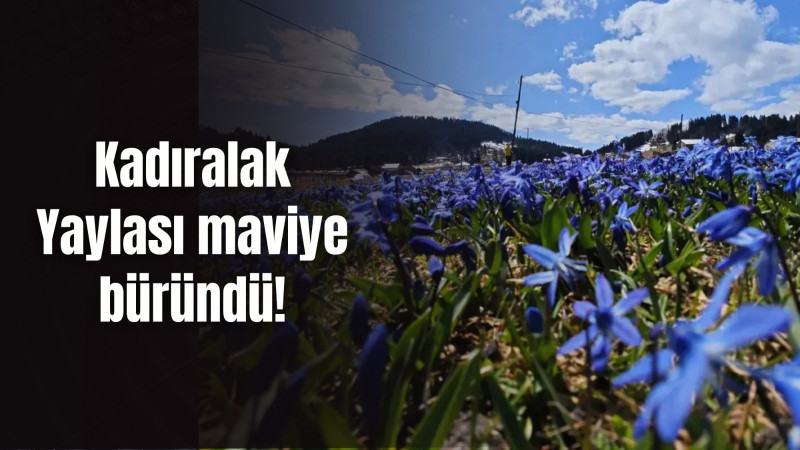 Kadıralak Yaylası maviye büründü!